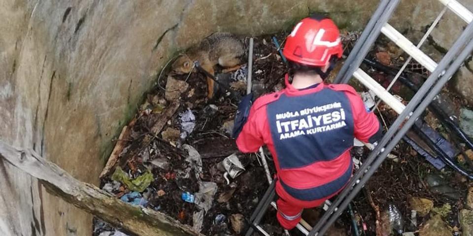 Muğla'nın Bodrum ilçesinde su kuyusuna düşen tilki, itfaiye ekibince kurtarıldı. ( Bodrum İtfaiye  - Anadolu Ajansı )