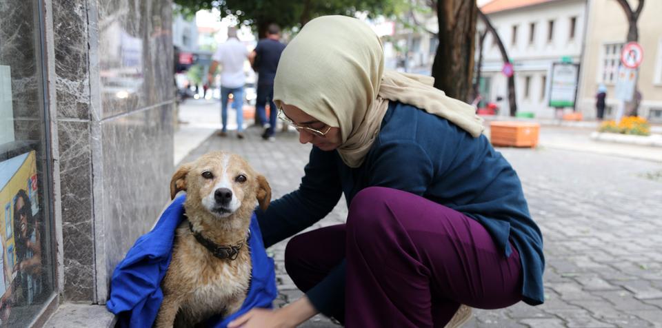 Muğla'da bir gazetecinin, yağmurda ıslanan köpeği kıyafetiyle kurulaması vatandaşlardan takdir aldı. Bir yerel gazetede muhabir olarak çalışan Neval Çolak (fotoğrafta) uzun süre hayvanı kurutmaya çalıştı. ( Osman Akça - Anadolu Ajansı )