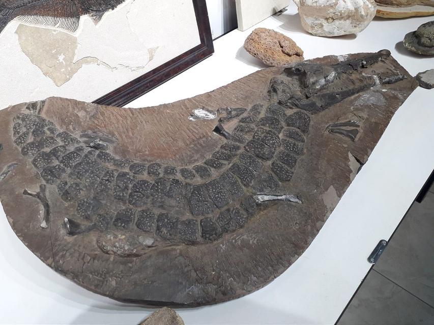 Adnan Oktar'ın yönettiği örgüte ait Ankara'daki iki evden yaklaşık 150 milyon yıllık, 10 milyon dolar değer biçilen 879 adet fosil ele geçirildi.  ( Cankut Taşdan - Anadolu Ajansı )