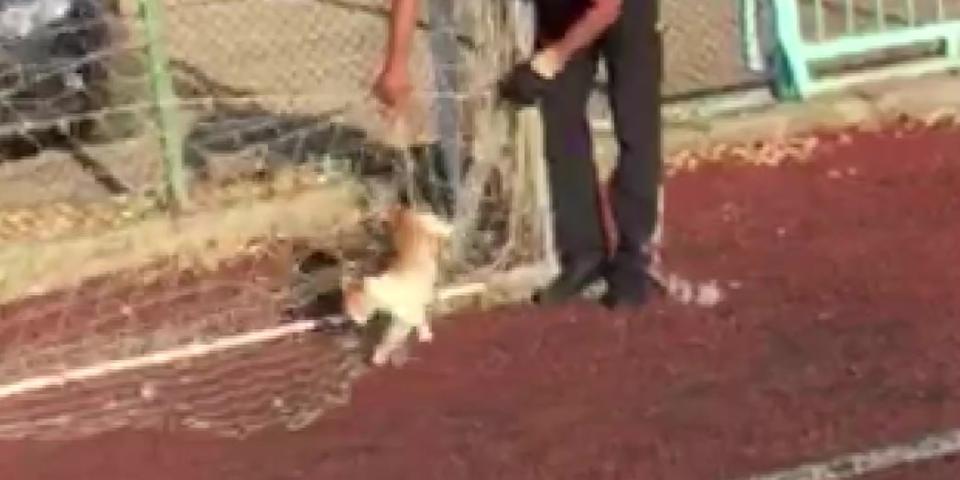 Aydın'da bir futbol sahasındaki kalenin ağlarına takılan kediye itfaiye ekipleri müdahale etti. İtfaiye ekiplerinin ağın iplerini keserek kurtardığı kedi, kurtulduktan sonra kaçarak uzaklaştı. ( Necip Uyanık - Anadolu Ajansı )