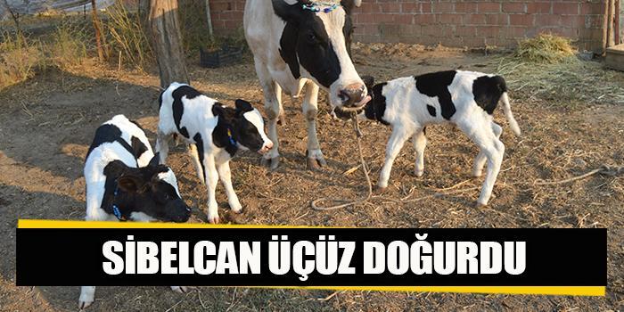 Çineli hayvan üreticisi Eraydın Özçınar'a ait holstein cinsi Sibelcan adlı inek bir batında üç erkek buzağı dünyaya getirdi.