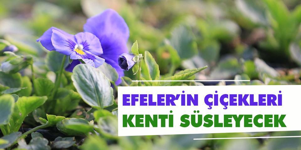 Efeler Belediyesi’ne ait Şevketiye Mahallesi’nde bulunan arazi üzerine kurulu çiçek serası, üretim faaliyetlerine başladı.