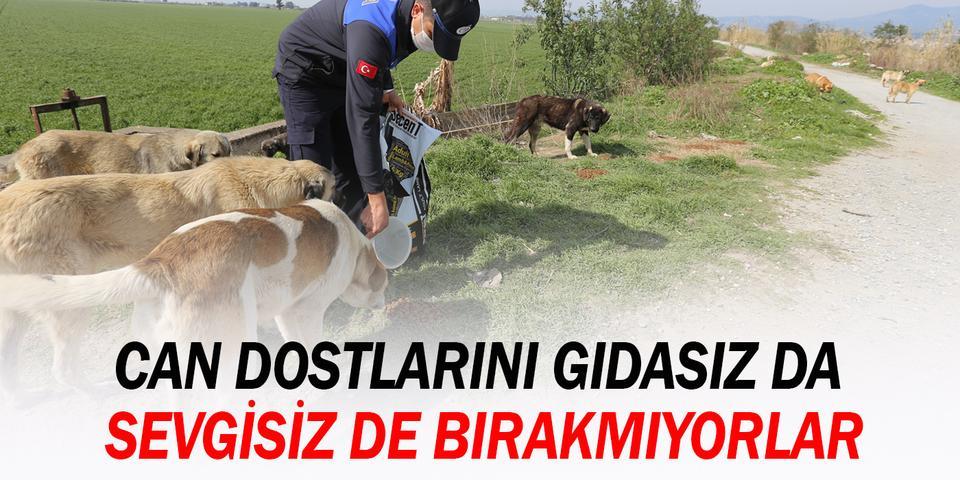 Efeler Belediye Başkanı Mehmet Fatih Atay, koronavirüs tedbirleri kapsamında uygulanan sokağa çıkma kısıtlamasında, sokak hayvanlarını unutmadı. Efeler Belediyesi ekipleri, düzenli olarak sürdürdüğü sokaktaki can dostlarını besleme çalışmalarına bu hafta sonu da devam etti.