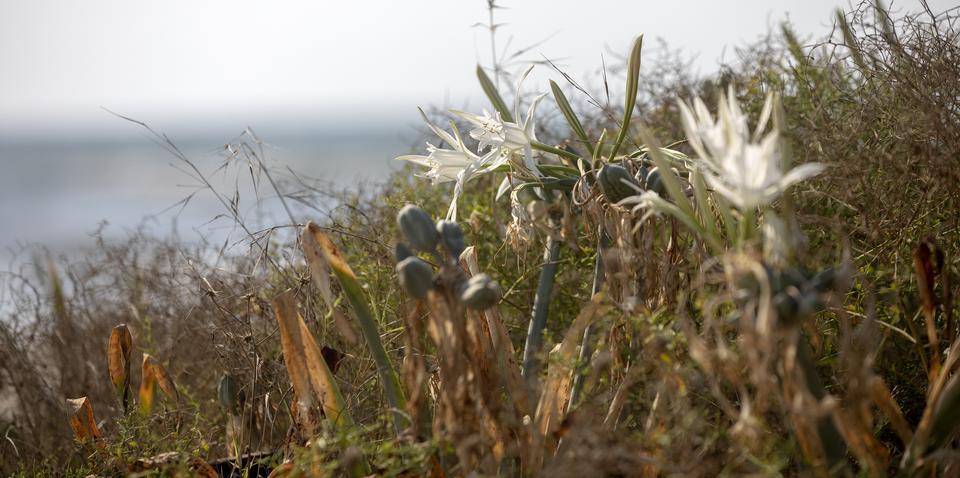 İzmir'in Menderes ilçesinde bulunan ve nesli tükenme tehlikesindeki bitkiler arasında yer alan kum zambakları sahilde güzel görüntüler oluşturuyor. Pamucuk sahilinde yer alan kum zambakları beyaz çiçeği ve hoş kokusuyla sahili süslüyor. Son yıllarda bölgede sayısı gittikçe azalan kum zambaklarını koparmanın veya zarar vermenin cezası ise 73 bin lirayı buluyor.