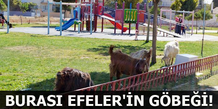 Efeler’in Fatih Mahallesi’nde  belediyeye ait parklara dadanan keçiler, parklardaki süs bitkilerine zarar veriyor.