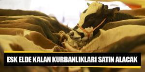 Et ve Süt Kurumu (ESK) Genel Müdürlüğünce Kurban Bayramı dolayısıyla pazarlara getirilen ancak yetiştiricilerin elinde kalan kurbanlıkların, Kurum tarafından satın alınacağı bildirildi.