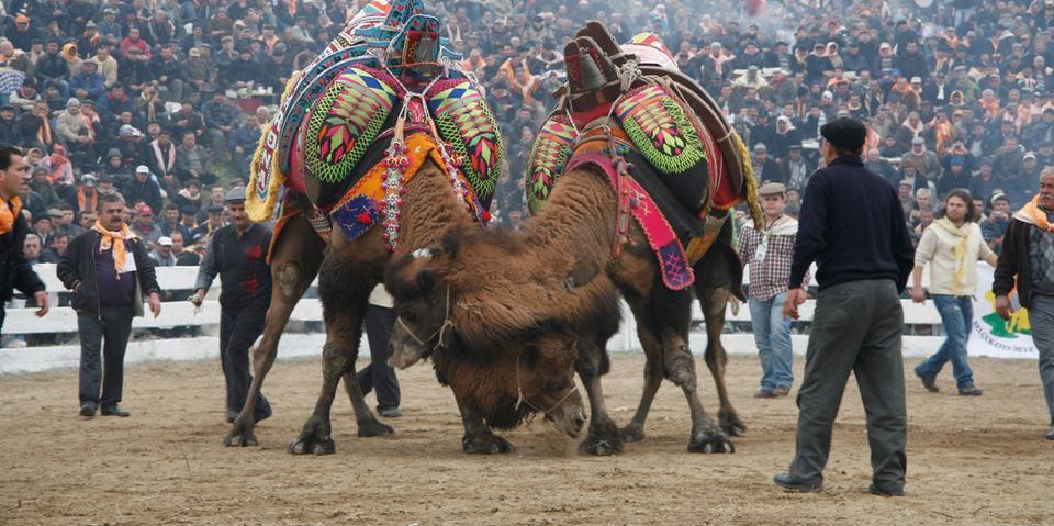 Çine’nin Akçaova Mahallesi, tarihinde ilk kez deve güreşlerine ev sahipliği yapacak.