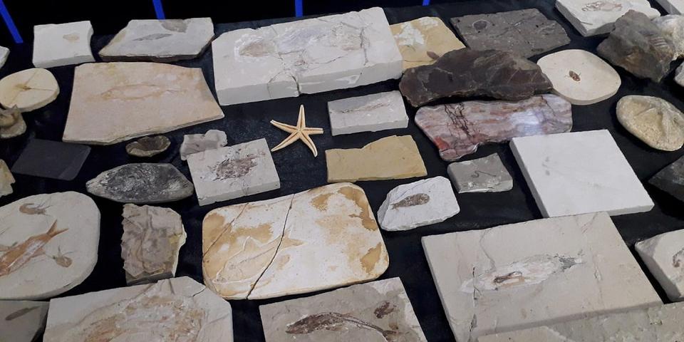 Adnan Oktar'ın yönettiği örgüte ait Ankara'daki iki evden yaklaşık 150 milyon yıllık, 10 milyon dolar değer biçilen 879 adet fosil ele geçirildi.  ( Cankut Taşdan - Anadolu Ajansı )