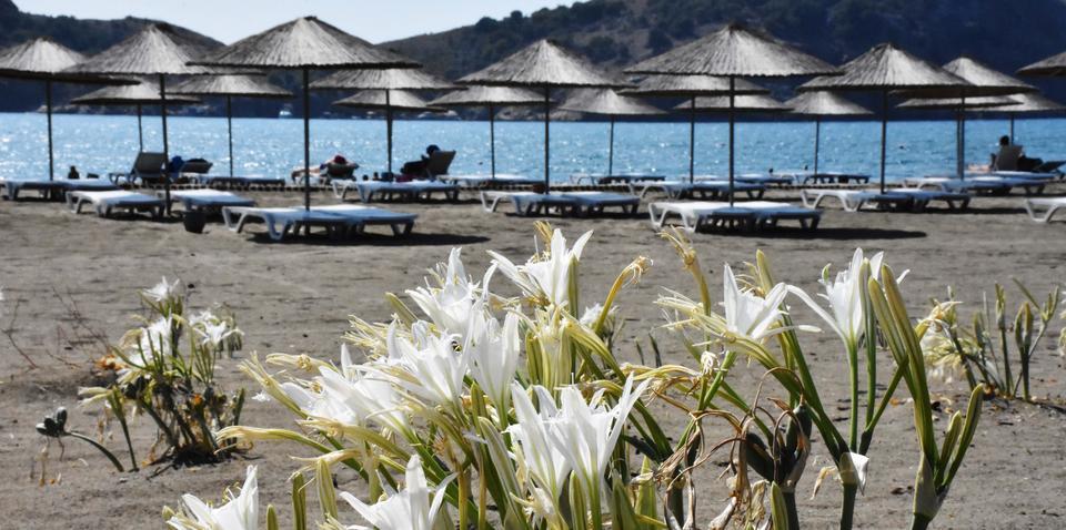 Muğla'nın Ortaca ilçesindeki Sarıgerme Plajı'nda yetişen ve beyaz renkli çiçekleri nedeniyle "sahillerin gelini" olarak adlandırılan nesli tükenme tehdidi altındaki kum zambakları özenle korunuyor. Ortaca ilçesindeki Sarıgerme Plajı'nda birkaç yıl öncesine kadar sayıları 10'lara kadar düşen kum zambakları, bu yıl daha fazla görülmeye başlandı. ( Ömer Kundakçı - Anadolu Ajansı )