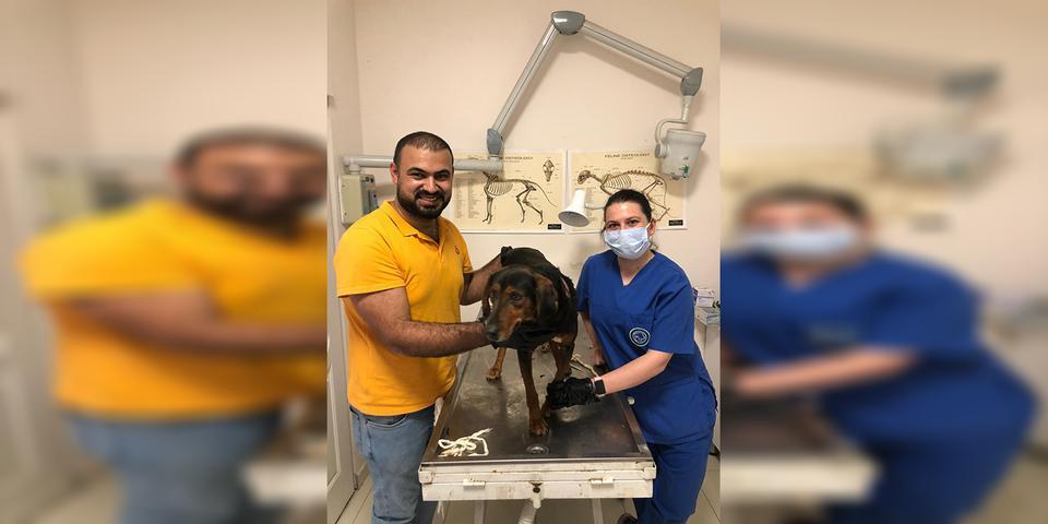 İzmir'in Beydağı ilçesinde devriye görevini yapan jandarma ekibi, yaralı bulduğu köpeği tedavi altına aldırdı. ( Dilek Ayvalı - Anadolu Ajansı )