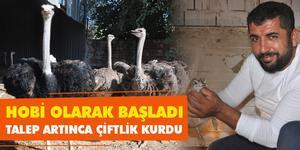 Aydın'ın Kuşadası ilçesinde hobi olarak başladığı deve kuşu yetiştiriciliği işinde çiftlik kuran Ramazan Kaplan, deve kuşu sayısını 80'e çıkardı.  ( İbrahim Uzun - Anadolu Ajansı )