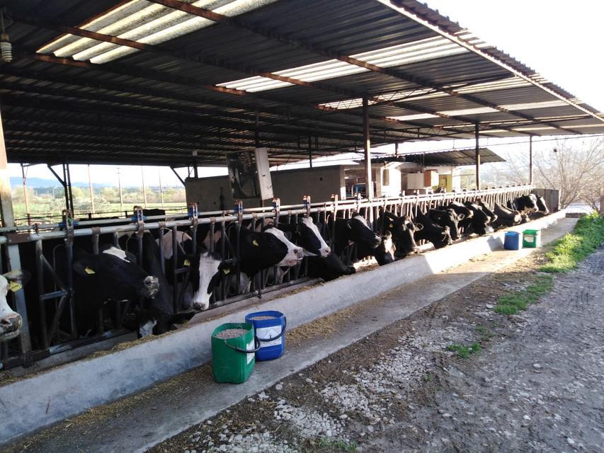 Tüm hayvan pazarları ikinci bir emre kadar kapatıldı