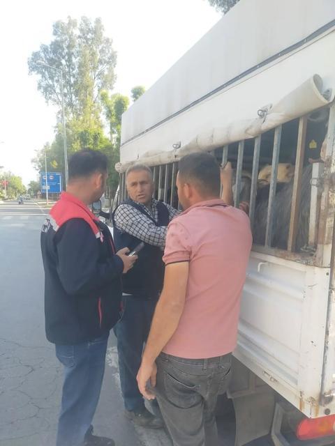 Aydın'da şap hastalığıyla mücadele sürüyor