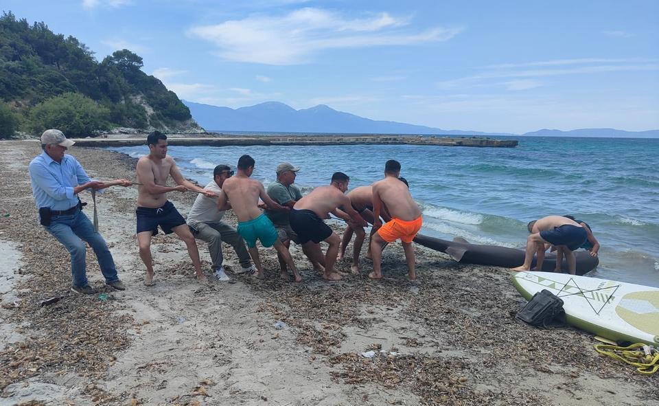 Kuşadası’nda 3,85 metrelik boz camgöz kıyıya vurdu