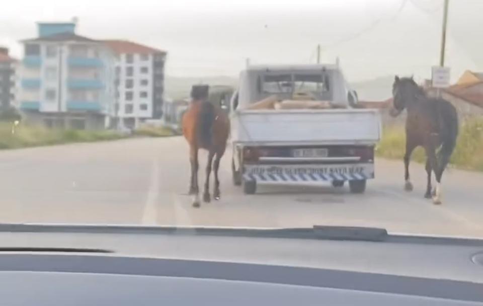 Atları aracın arkasına bağlayıp koşturdu