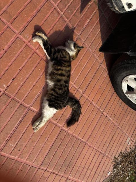 Şehrin göbeğinde köpek ve kediler ölü bulundu