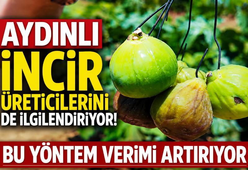 Aydınlı incir üreticilerini de ilgilendiriyor! Bu yöntem verimi artırıyor