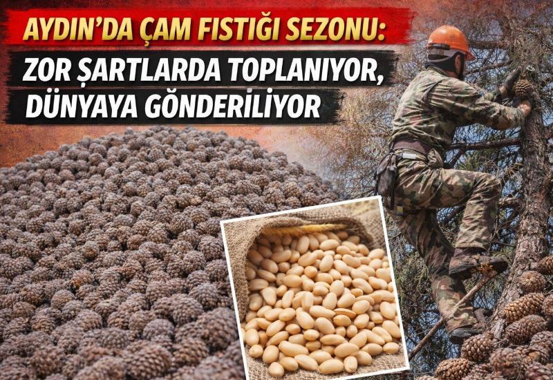 Aydın’da çam fıstığı sezonu: Zor şartlarda toplanıyor, dünyaya gönderiliyor