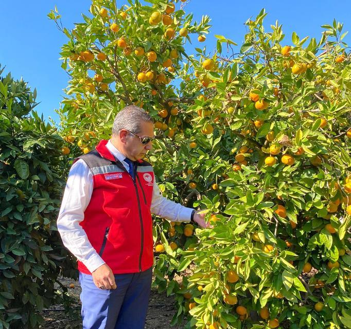 Aydın’da mandalina mesaisi başladı