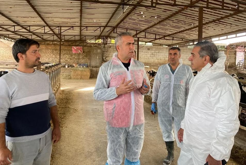 Aydın’da şap ile mücadelede 565 bin doz aşı yapıldı