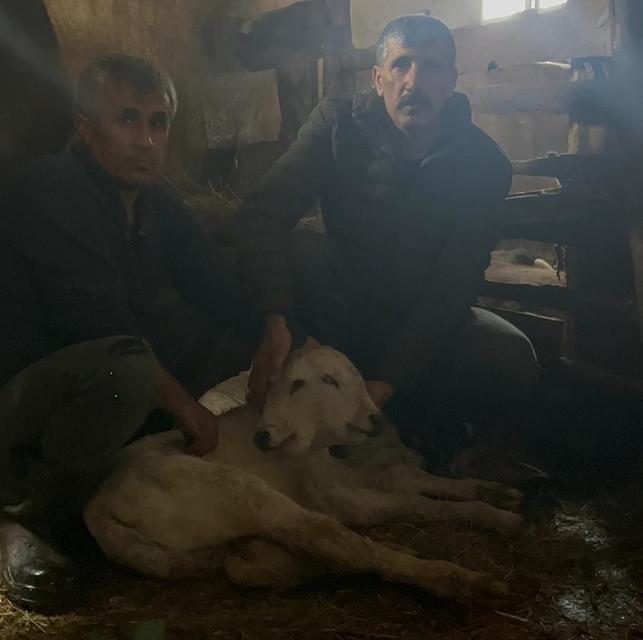 Çift başlı buzağı herkesi hayrete düşürdü