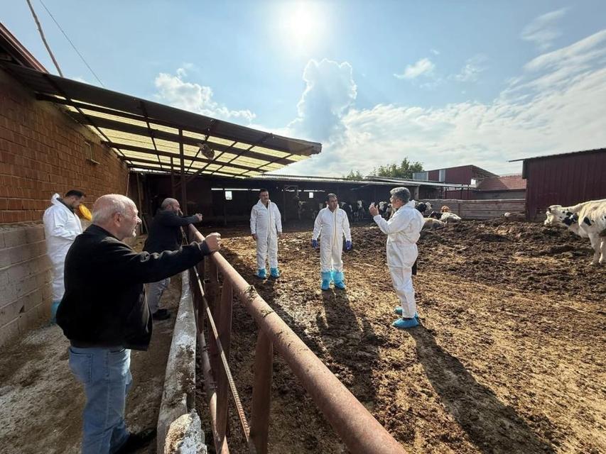 Şap hastalığına karşı tedbirler arttırıldı