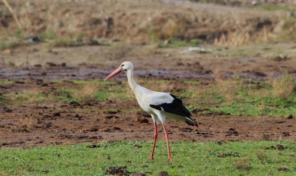Aydın’da ilk leyleği gördü, bir çuval unu kaptı