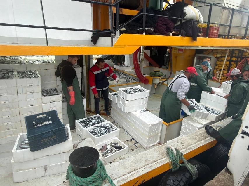 Aydın'da hamsi kotası denetimleri devam ediyor