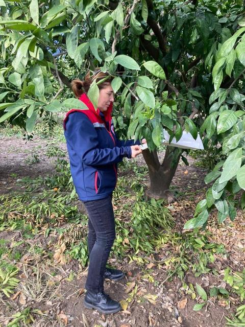 Aydın'da narenciye bahçeleri kontrol edildi