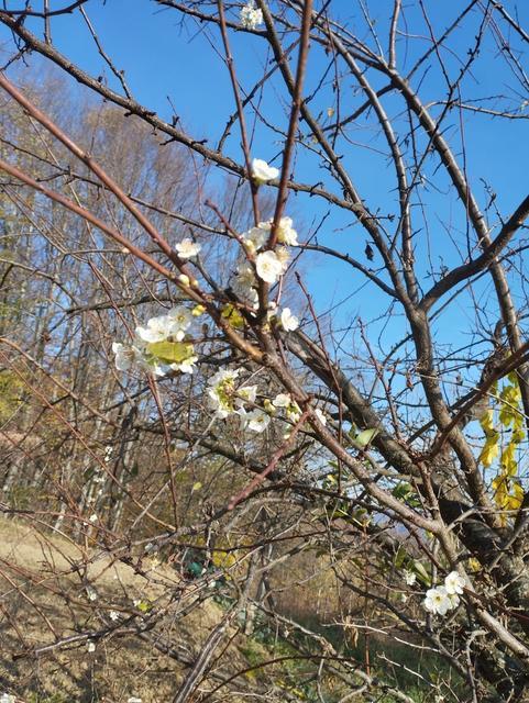 Meyve ağaçları mevsimleri şaşırdı