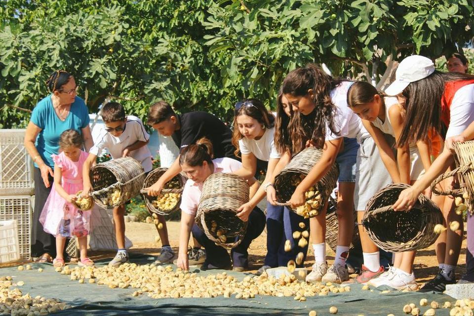 Germencik'te gönüllü gençler incir hasadına katıldı