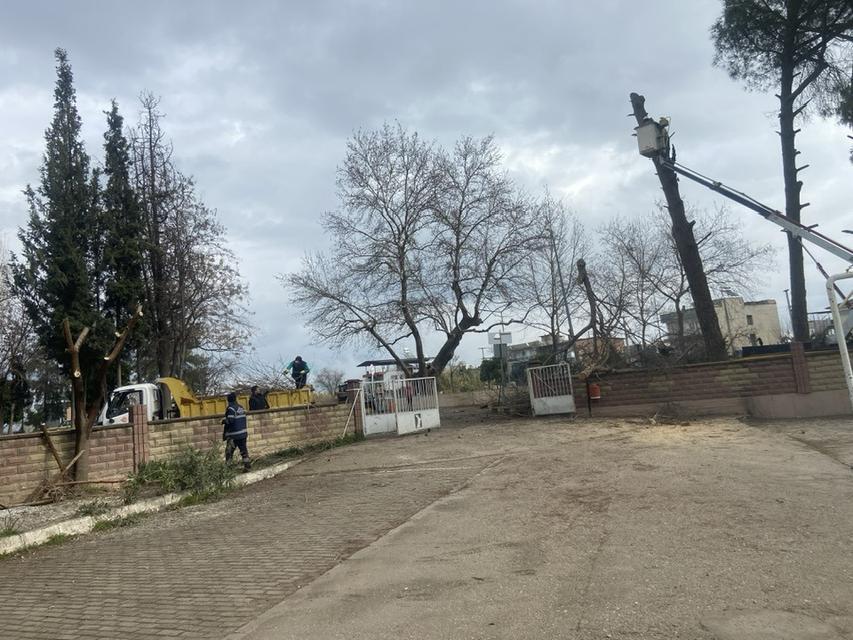 Tepecik'te hastalıklı ağaçlar kesildi