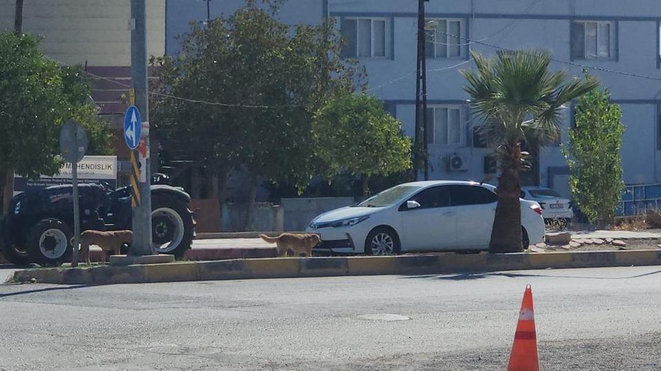 Sayıları 10’u bulan sokak köpekleri çocuğa korku dolu anlar yaşattı