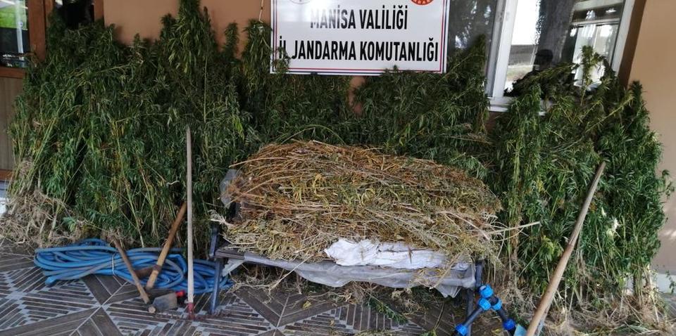 Manisa'nın Yunusemre ilçesinde düzenlenen uyuşturucu operasyonunda, 8 bin 234 kök Hint keneviri ile 56 kilogram kubar esrar ele geçirildi. ( Jandarma Genel Komutanlığı - Anadolu Ajansı )