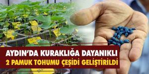 Aydın'da bir firmanın TÜBİTAK desteği ve üniversite iş birliğiyle geliştirdiği kuraklığa dayanıklı pamuk tohumları, toprakla buluşmayı bekliyor.  ( Şener Alevci - Anadolu Ajansı )