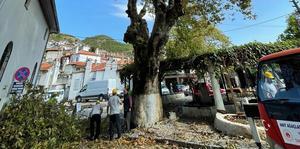 Muğla'da 325 anıt ağacın rehabilitasyonu yapıldı
