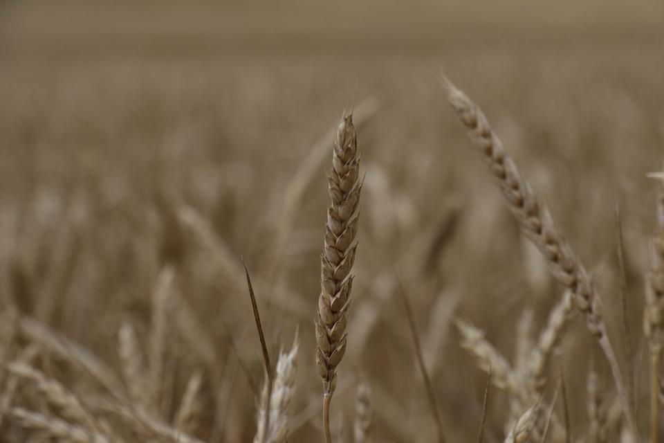 Uşak'ta sezonun ilk buğday hasadı yapıldı