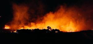 Aydın'da ormanlık alanda çıkan yangına müdahale ediliyor