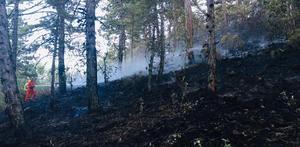 Kütahya'da ormanlık alanda çıkan yangına müdahale ediliyor