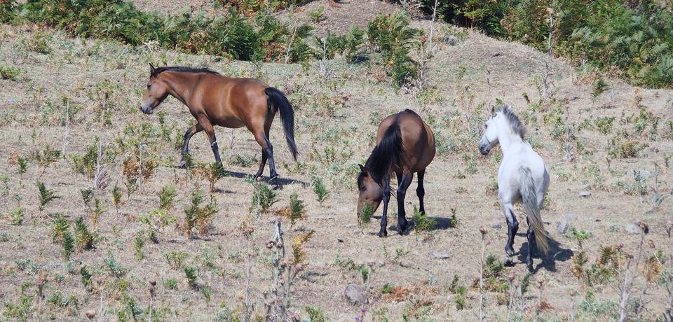 Kazdağları'nda yaşayan yılkı atları doğal ortamlarında görüntülendi