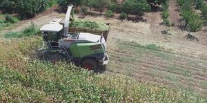 Manisa'da tarıma uygun hale getirilen arazide yetiştirilen mısır hasat edildi