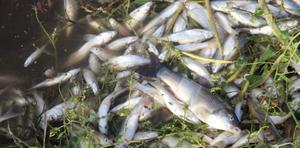 Büyük Menderes Nehri'nin Aydın'ın Söke ilçesinden geçen kısmında balık ölümleri yaşandı. Ekosistemi Koruma ve Doğa Sevenler Derneğince (EKODOSD) nehrin kıyı kesiminde çok sayıda balık ölüsü tespit edildi. ( EKODOSD - Anadolu Ajansı )