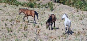 Kazdağları'nda yaşayan yılkı atları doğal ortamlarında görüntülendi