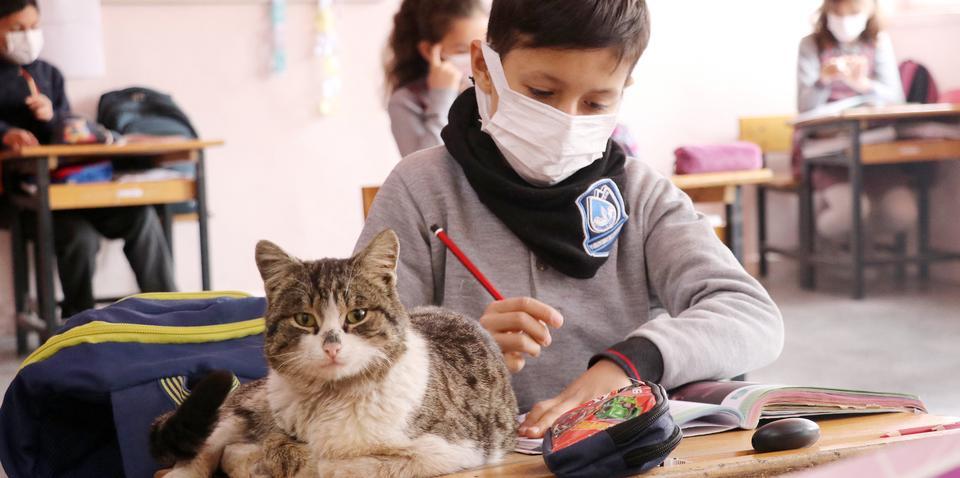 Öğrencilerin sahiplendiği kedi okulun "161. öğrencisi" oldu