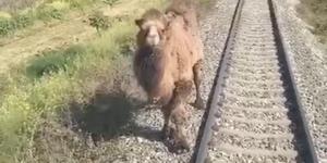Aydın'da demiryoluna giren deve, makinistlerin dikkati sayesinde kurtuldu