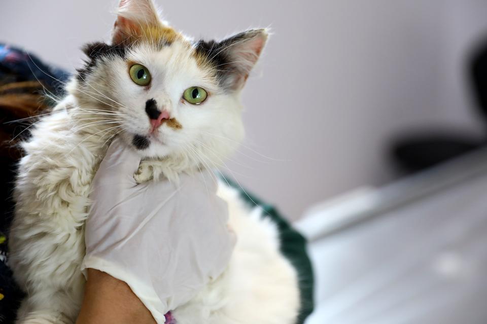 Denizli'de zehirlenmiş halde bulunan kedi tedavi edildi