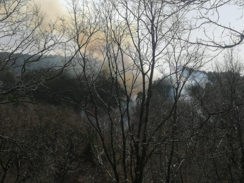 İzmir'in Ödemiş ilçesinde orman yangını çıktı