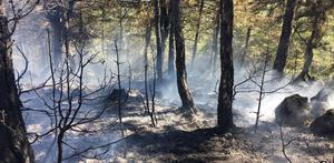 Balıkesir'de çıkan orman yangını söndürüldü