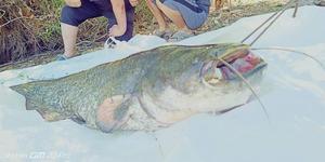 Denizli'de amatör avcılar, 40 kiloluk yayın balığı yakaladı