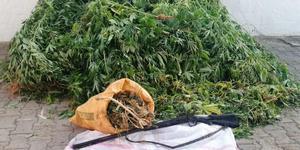 Manisa'da serada 213 kök kenevir bitkisi ele geçirildi